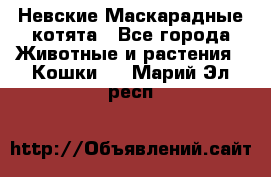 Невские Маскарадные котята - Все города Животные и растения » Кошки   . Марий Эл респ.